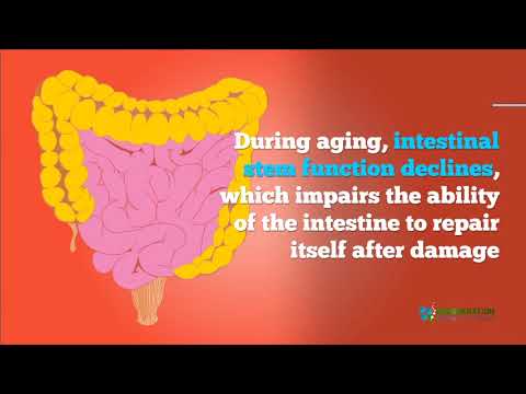 Can Fasting Boost Regenerative Capacity Stem Cells & Can Trigger Cell Proliferation