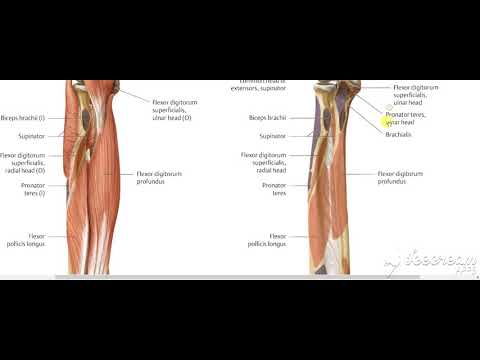 Flexor digitorum profundus 5