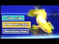 Ikan Hias Yang Sering Dianggap Sebagai Pembawa Keberuntungan