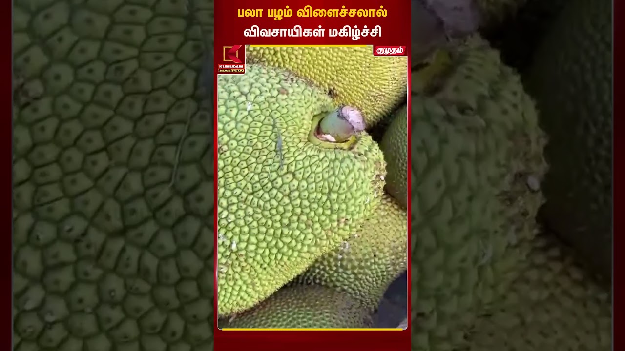 தூத்துக்குடிக்கு வந்த பலா விவசாயிகள் மகிழ்ச்சி 😱😱| Thoothukudi | Summer | Kumudam News