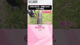 Download lagu 【モグラ救出】必死の泳ぎも…水路になぜ？  #shorts mp3