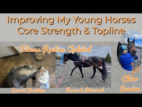 Fitness Plan For My Young Horse To Help With Core Strength & Topline | Equestrian