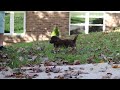 Mini Aussiedoodle dogs for sale: Cody - Video 1