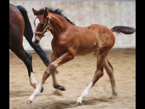 Quadriga : Colt 2023 by Viva Vitalis/Diamond Hit (Grand Prix line)