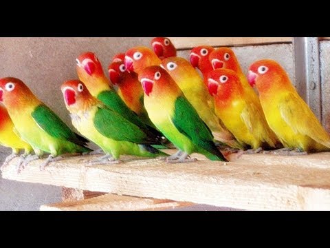 Love Birds Colony Breeding - easy way to breeding