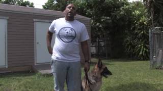 Dog Training Tips : How to Stop Your Dog's Excessive Barking