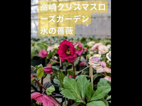 ヘレボルスのメンテナンス: この崇高な花の世話をするにはどうすればよいですか?  庭園
