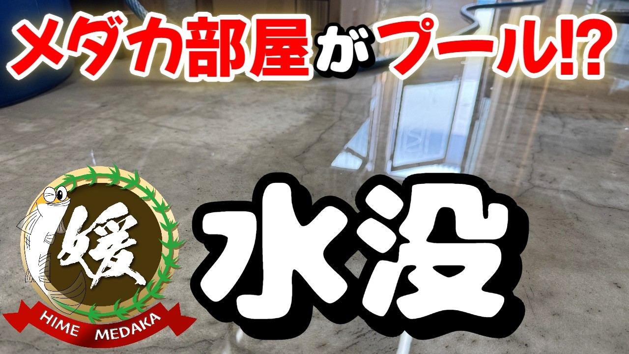 メダカ部屋がプールに!?救世主は散水タイマーとフロートバルブ【媛めだか】