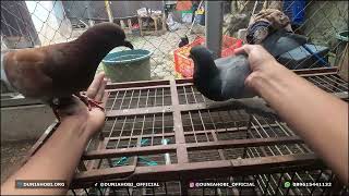 Download lagu Unboxing the Pigeon Package from Sedulur Madura mp3