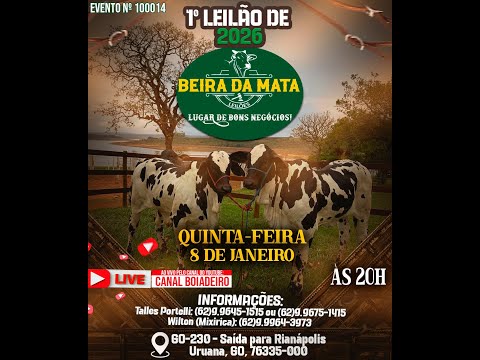 1º Leilão de 2026 - Beira da Mata Leilões - Uruana GO - Leilão de Gado de Corte @canal.boiadeiro
