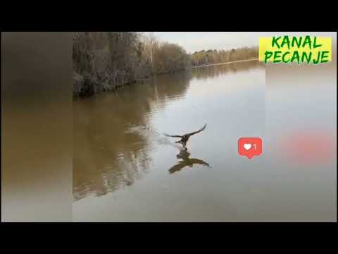 neverovatno !!!  ORAO NAPAO VOBLERA .... kanal pecanje ribolov