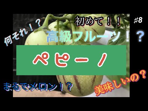 洋梨メロン、ペピーノ 植物