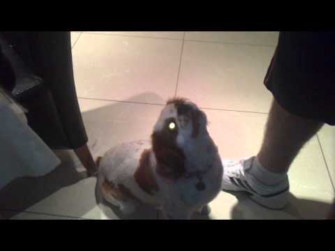 Dog gets the hump😃