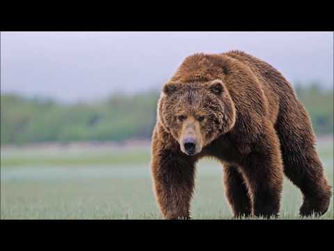 Бурый медведь. Развивающее видео для детей