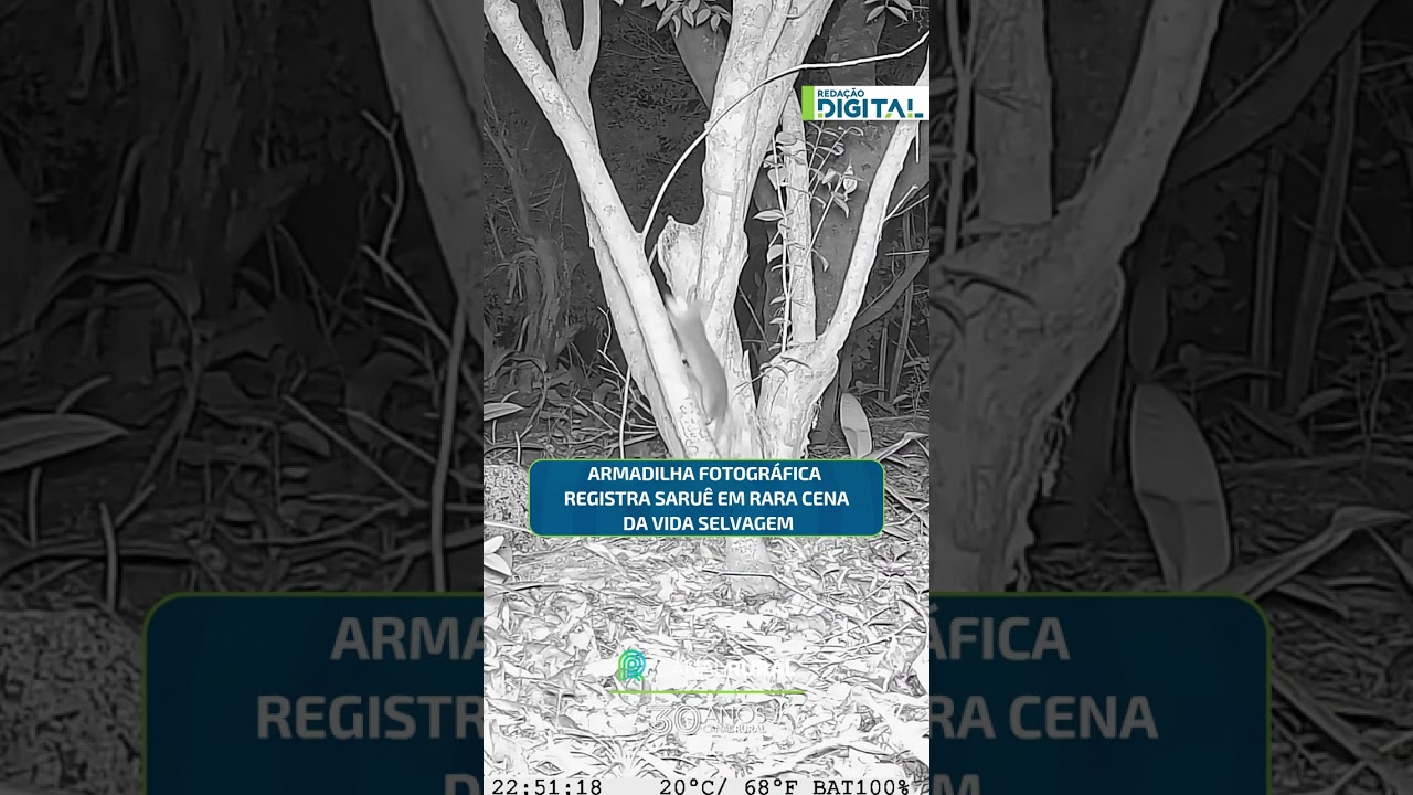 Armadilha fotográfica registra saruê em rara cena da vida selvagem