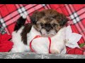 Shih Tzu dogs for sale: Mitzey  - Video 1