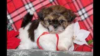 Video preview image #1 Shih Tzu Puppy For Sale in WINDSOR, PA, USA
