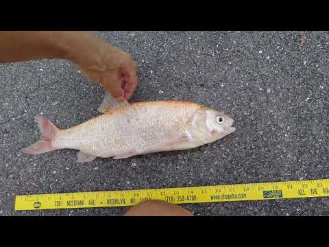 Last of 6 golden orfe / ide 4yo 1.5ft: our coolest tank (or Florida in general?) too warm for them?