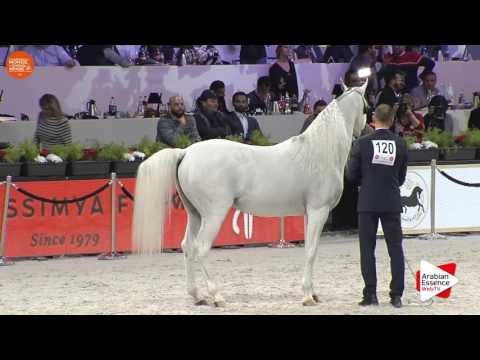3RD - N.120 WH YORK - Paris 2016 - Stallions 4 years old and more (Class CM6 B)