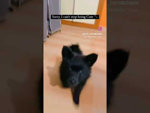 My cute dog Alexa 🐩🐩#like #ytshorts #subscribe #shortvideo @Jayshree-9934