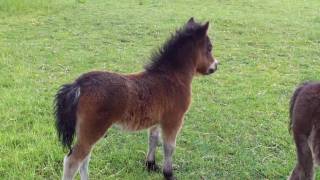 He's probably dreaming about meeting this beautiful, shiny, horse.