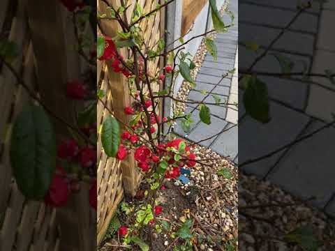 Japanese Quince Winter Flowers