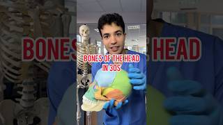 BONES OF THE SKULL IN 30s #medicine #anatomy #medschool