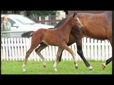 Hengstfohlen Van Gogh x For Edition