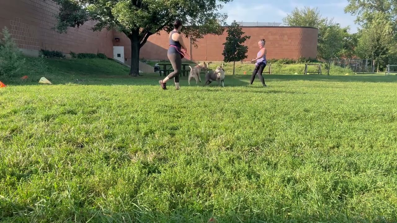 Enzo's Leash Test 3