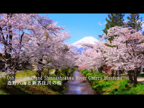 [The most beautiful village in Japan] Sakura in full bloom at Oshinohakkai were the best!