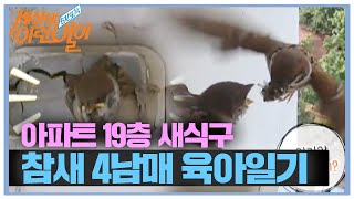 Download lagu 아파트 19층서 태어난 ‘참새 4남매’ 탄생신화!  ㅣ순간포착 세상에 이런 일이(Instant Capture)ㅣSBS Story mp3