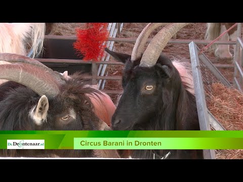 VIDEO | Circus Barani is neergestreken aan de Havenweg in Dronten VIDEO | Circus Barani is neergestreken aan de Havenweg in Dronten