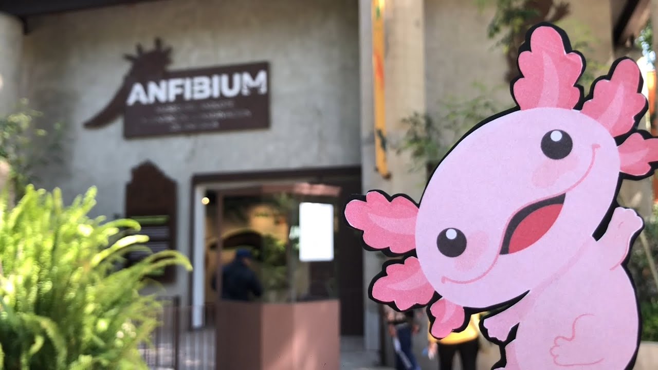 ¿Ya conocen el Museo del Ajolote en CDMX?