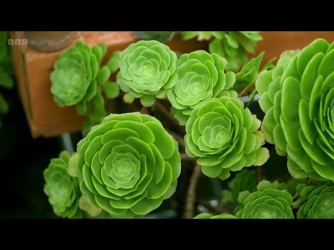 Kertész kertje kövirózsacserje aonium S55 E07 részlet