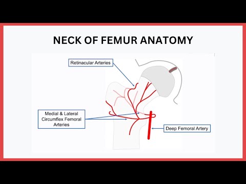 Neck of Femur Anatomy