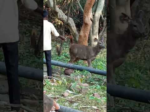 Thirumalai natural By Senthil Kumar purushothaman somasipalayam