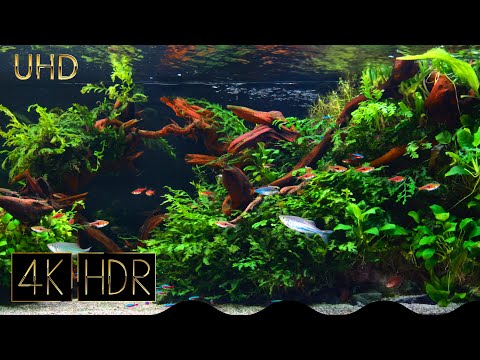 [Cropped] Calms Mind | Aquascape • Fixed 3hours 4K HDR 60fps • Water sound