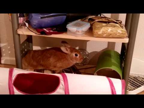 Our bun Kono learning about stick size