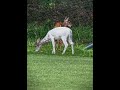 First ever piebald deer ever seen irl