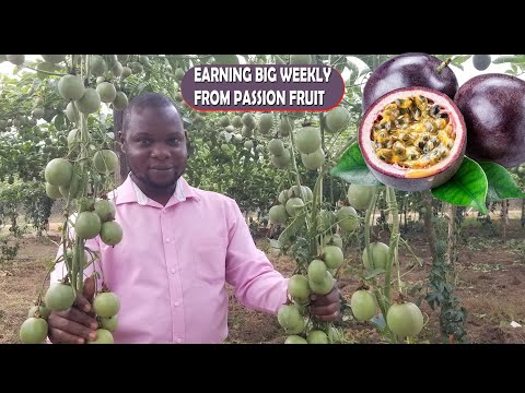 FARMING IN UGANDA, THE MISTAKES THAT KILLED YOUR PASSION FRUIT GROWING DREAM!