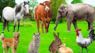 Download Lagu Magical Farm Animals: Chicken, Dog, Elephant, Cat, Cow, Sheep, Rabbit, Tiger – Natural Pets Sound. Thumbnail
