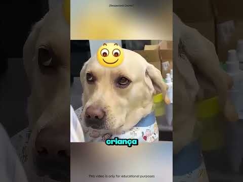 O Cachorro Mais Inteligente! 😲 #shorts