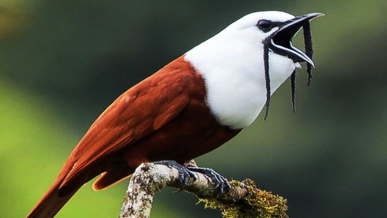 10 Most Amazing Unique Birds In The World