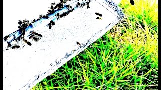 4K Video . Drones Swarm Hive to Mate With Queen .. Bees .. Beehive Mating Preparation