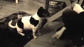 der großartige jack russellino (benny hill version)