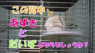 あずき(3F)とだいず(1F)の行動