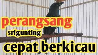 Download lagu perangsang burung srigunting agar rajin berkicau mp3 Download lagu perangsang burung srigunting agar rajin berkicau mp3
