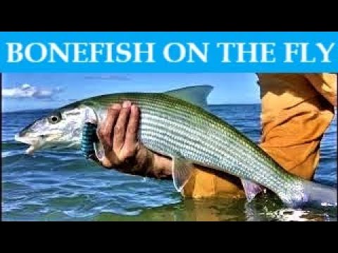 Fly Fishing for Bonefish on the Fly in the Hawaiian Islands - Maui and Honolulu BONEFISHING!!!