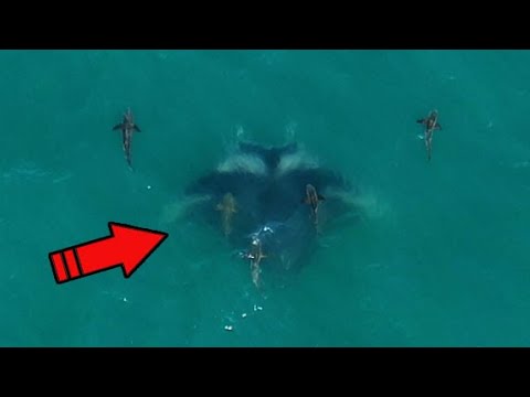 If You See This in the Ocean You Just Won! - Cobia Fishing