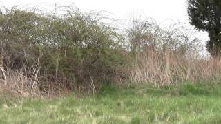 preview picture of video 'Refuges and Sanctuaries Daniel Webster Marshfield MA Part 1.'